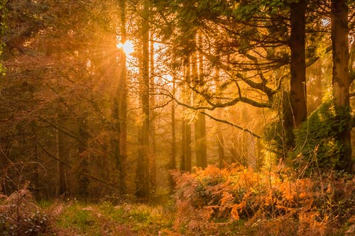 黄色的夕阳的光线穿过树林 · 免费素材图片