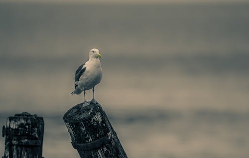 海鸥特写摄影 · 免费素材图片