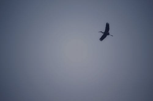 鸟在天上飞 · 免费素材图片