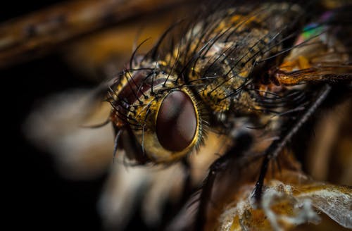 布朗瓶蝇的宏观摄影 · 免费素材图片