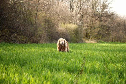 可卡犬在草地上的照片 · 免费素材图片