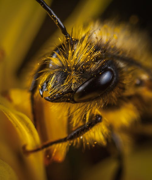 关闭了黄色和黑色黄蜂的照片 · 免费素材图片