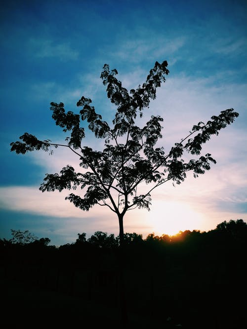 树的剪影照片 · 免费素材图片