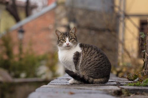 虎斑猫的特写摄影 · 免费素材图片