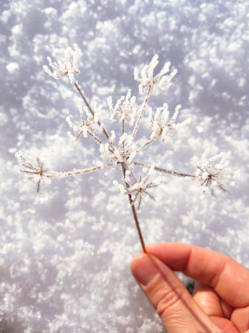 拿着花的人覆盖着雪 · 免费素材图片