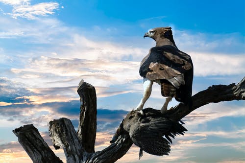 鹰栖息在树枝上 · 免费素材图片