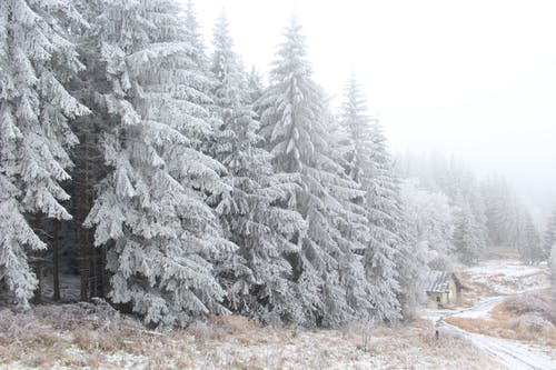 雪覆盖的松树 · 免费素材图片