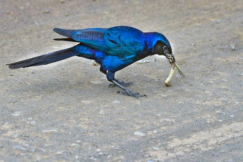 蓝色和黑色鸟啄金色吊坠 · 免费素材图片