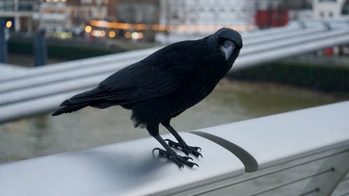 黑乌鸦浅摄影 · 免费素材图片
