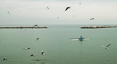 渔夫骑着小船在海洋与海鸥在白天 · 免费素材图片