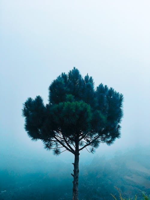 白天的绿松树 · 免费素材图片