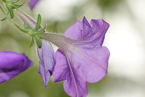 紫色的小花选择性聚焦照片 · 免费素材图片