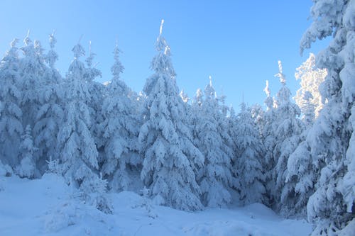 松树覆盖着雪 · 免费素材图片