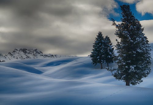 三棵树木被雪覆盖的延时摄影 · 免费素材图片