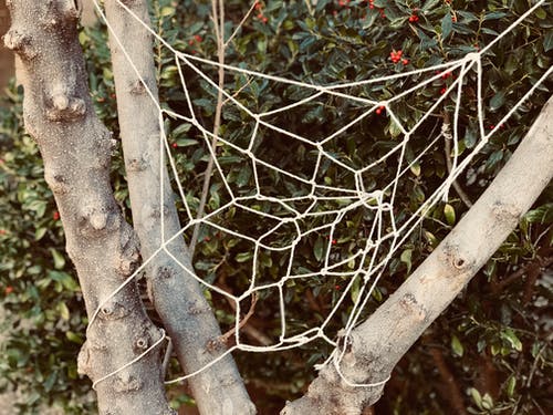 树上的白色针织的网 · 免费素材图片