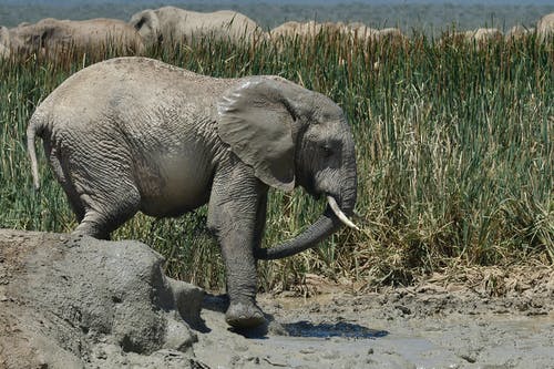大象走在水坑里 · 免费素材图片