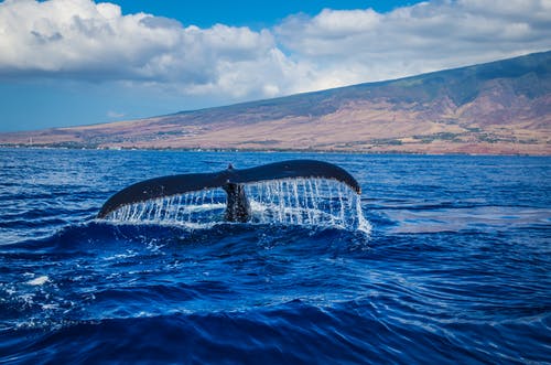 水体鲸鱼尾巴的摄影 · 免费素材图片