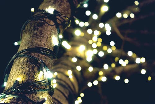 棕色树上的黄色弦灯 · 免费素材图片