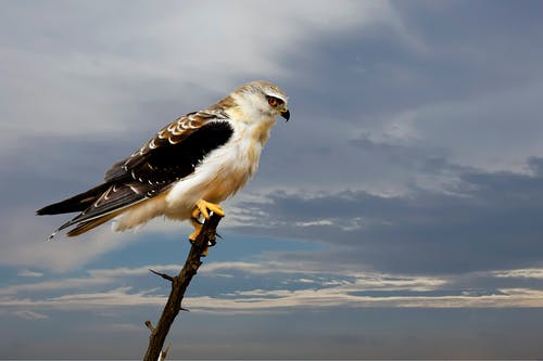 白头鹰的选择性焦点 · 免费素材图片
