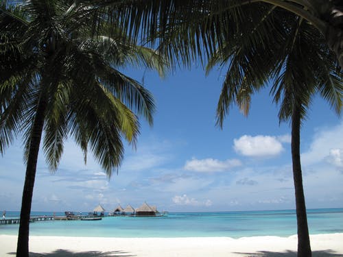 海边的两个椰子树 · 免费素材图片