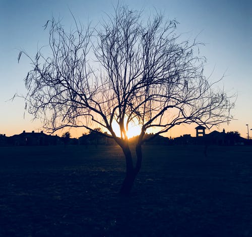 日落期间裸树的剪影 · 免费素材图片