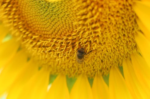 黄色向日葵花蜜蜂的显微照片 · 免费素材图片