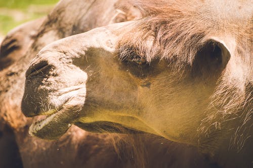 棕色骆驼 · 免费素材图片