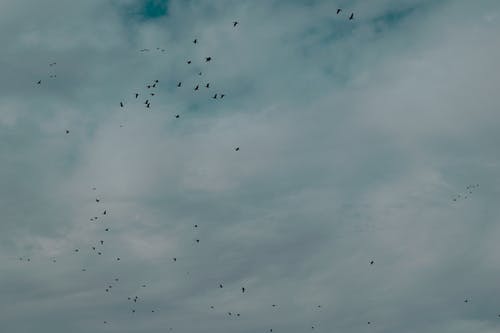 群鸟在多云的天空下飞 · 免费素材图片