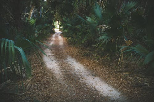 白天绿色棕榈植物所包围的通路 · 免费素材图片