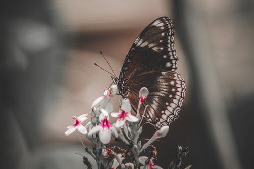 白花瓣上的蝴蝶 · 免费素材图片