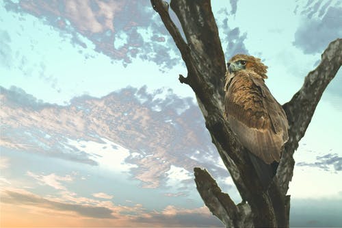 棕色鸟在树枝上 · 免费素材图片