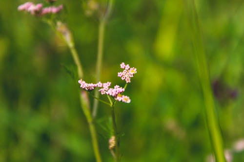 白天盛开的簇簇粉色花瓣花 · 免费素材图片
