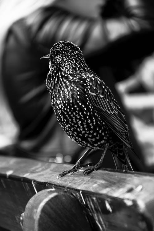 短喙鸟在木椅上的灰度照片 · 免费素材图片