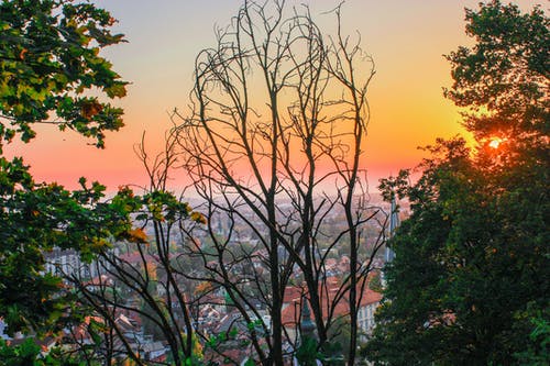 日落期间树木的轮廓 · 免费素材图片