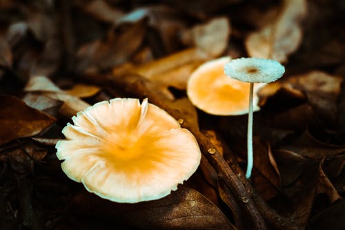 地面上的蘑菇被褐色的干树叶包围 · 免费素材图片