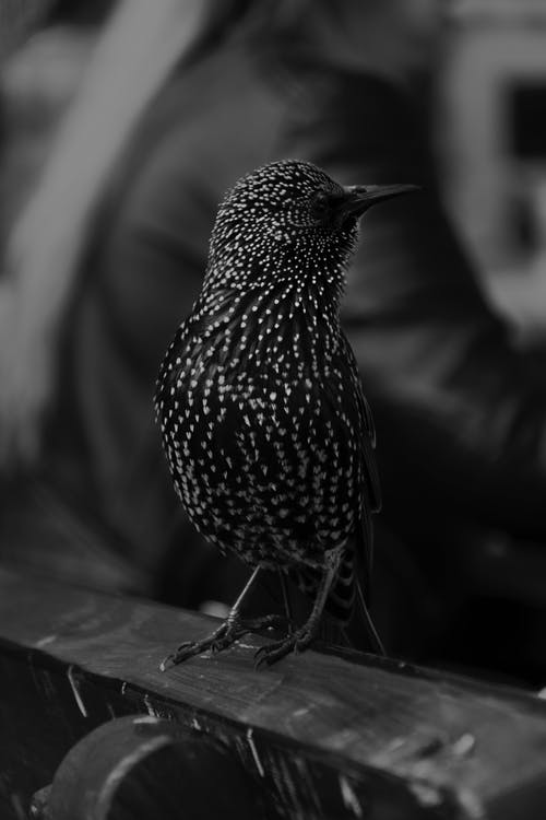 黑羽鸟选择性聚焦摄影 · 免费素材图片