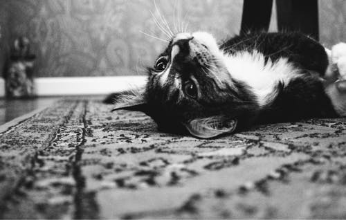 燕尾服猫躺在地毯上的照片 · 免费素材图片