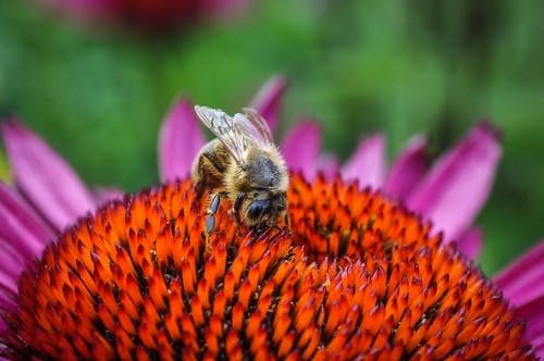 蜜蜂在花上 · 免费素材图片