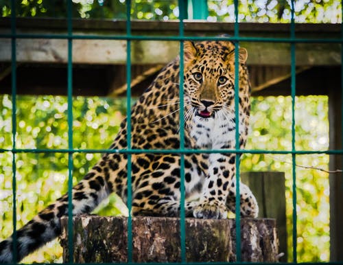 豹子在笼子里的照片 · 免费素材图片