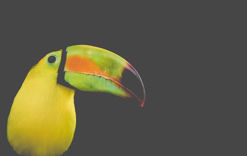 黑色和黄色长嘴鸟照片 · 免费素材图片