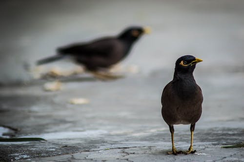 黑鸟在灰色路面上的选择性聚焦摄影 · 免费素材图片