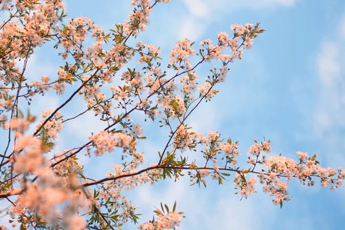 开花的树 · 免费素材图片