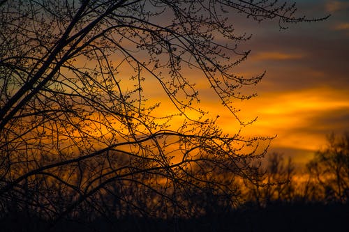 黄昏时树枝的剪影照片 · 免费素材图片