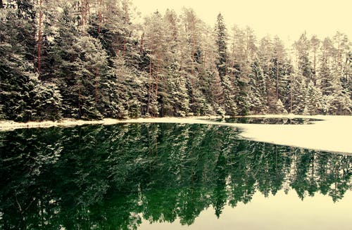 水域附近的白雪皑皑的树木 · 免费素材图片