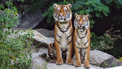 坐在彼此旁边的两只橙色的老虎 · 免费素材图片