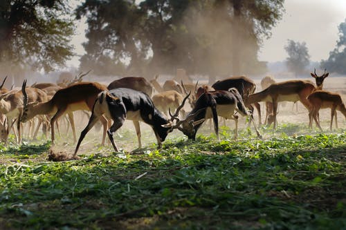 绿草地上的棕色鹿群 · 免费素材图片