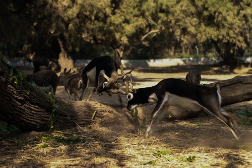 两个战斗黑斑羚的摄影 · 免费素材图片