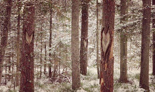 冬季摄影树干 · 免费素材图片