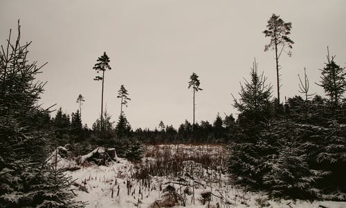 冰雪覆盖的树木和土地 · 免费素材图片