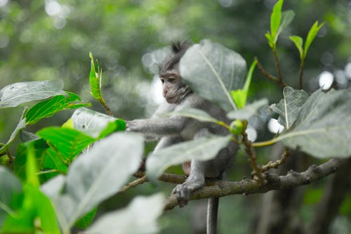 灰猴在树枝上 · 免费素材图片